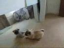 Dummer Hund