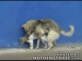Hund und Katze