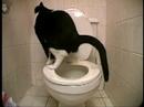 Katzenklo
