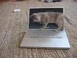 Katze vs. Notebook