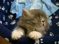M�des Katzenbaby