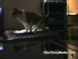 Sprechende Katzen