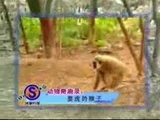 Affe ärgert Tigerbaby