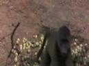 Betrunkene Tiere