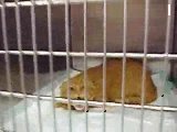 Böse Katze