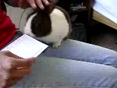 Brieföffner