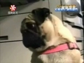 Diebischer Mops
