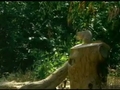 Eichhörnchen