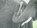 Elefant am Hintern