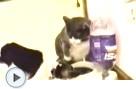 Katze will alleine essen