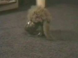 Gelenkige Katze