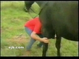 Gutes Pferd