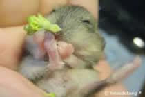 Lecker Broccoli