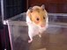 Hamster bricht aus