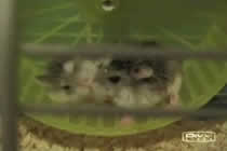 Hamsterkampf
