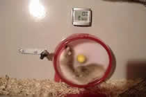 Hamster im Laufrad