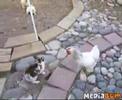 Huhn als Schiedsrichter