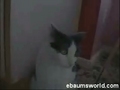 Heavy Metal Katze
