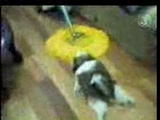 Hundewischmop
