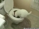 Hund auf der Toilette