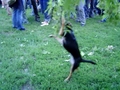 Hund vs. Baum