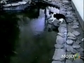 Katze auf Eis