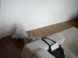 Erschrockene Katze