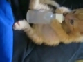 Katzenbaby