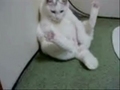 Katze auf der Suche