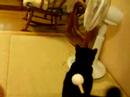 Katze und Schläge