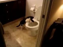 Katze und die Toilettenspülung