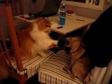 Katze vs. Hund