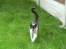 Killerkatze