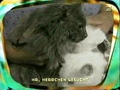 Liebe Katzen