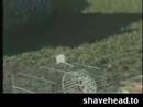Maus geklaut