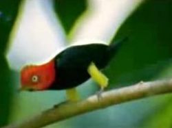 Moonwalkvogel