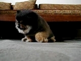 Muedes Hundebaby