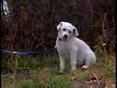 Hund mit Narkolepsie