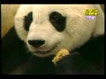 Pandababy