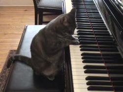 Pianokatze