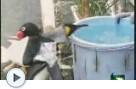 Ein Pinguin geht Einkaufen