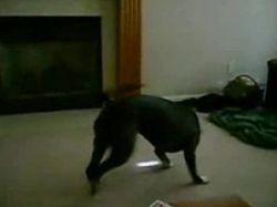 Pit Bull vs. Lichtpunkt