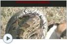 Python frisst einen Bock