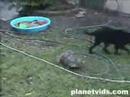Schildkröte vs. Hund