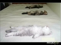 Schlafende Tiere