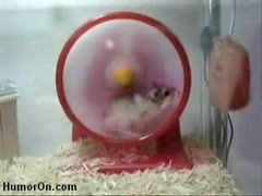 Schneller Hamster