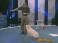 Schweinchen