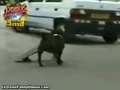 Skater Dog