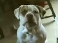 Sprechende Hunde