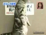 Stehende Katze